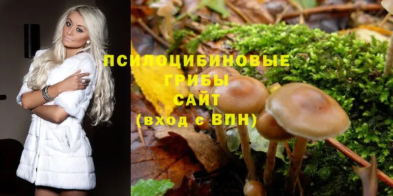 купить наркотики сайты  Анжеро-Судженск  Псилоцибиновые грибы Cubensis 